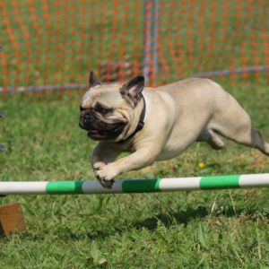 éduquer-son-chien