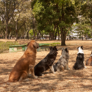 cours-canin-collectif