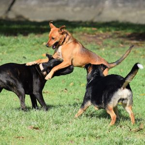 socialisation-chiens