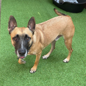 Malinois croisé Bully