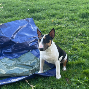 Bull terrier