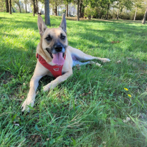 croisée Malinois