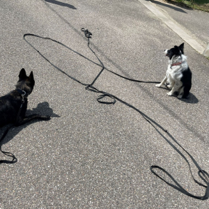 Border collie