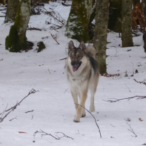 Husky X Chien Loup Tchécoslovaque