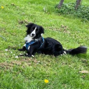 Border Collie