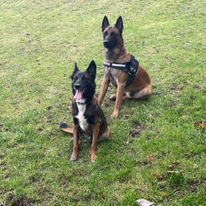 malinois