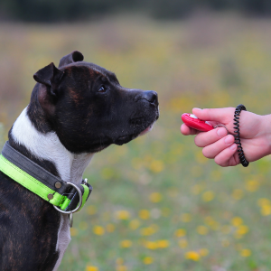 clicker-training