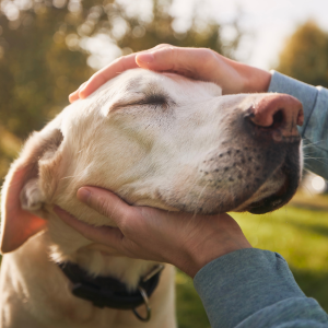 chien-récompense