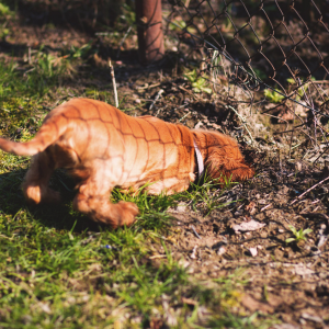 chien-fugueur