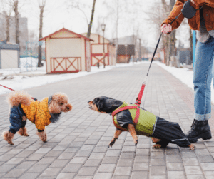 chien-tire-en-laisse