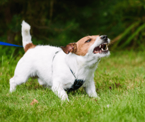 chien-dangereux