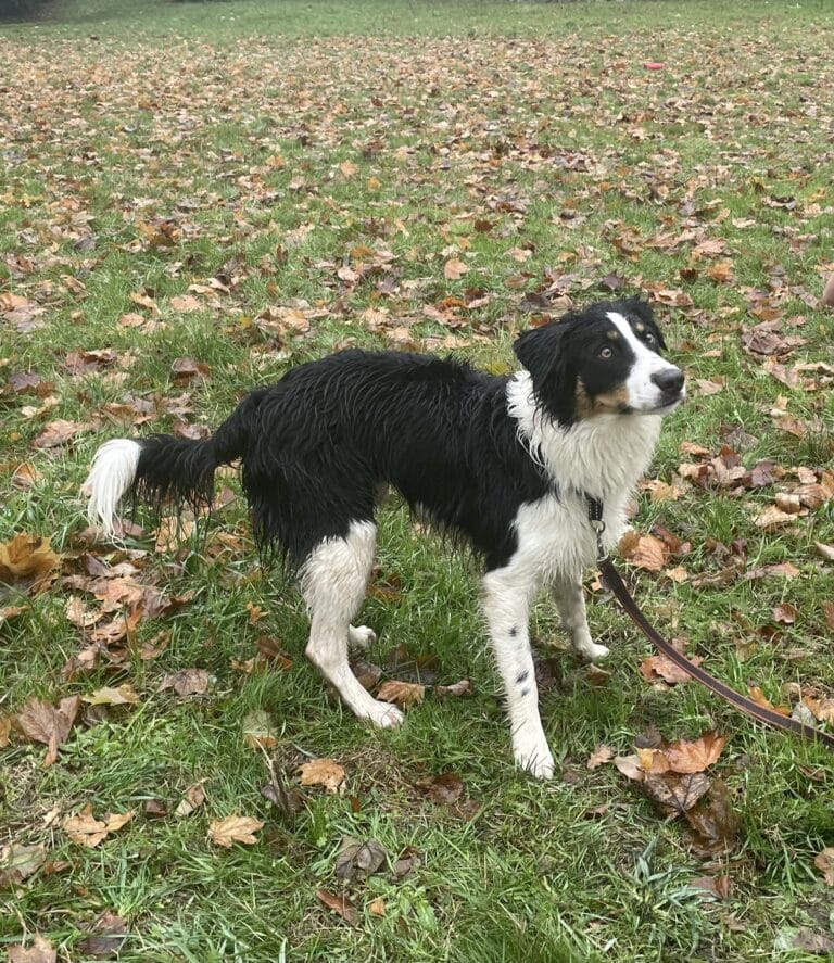 Loki - Border Collie