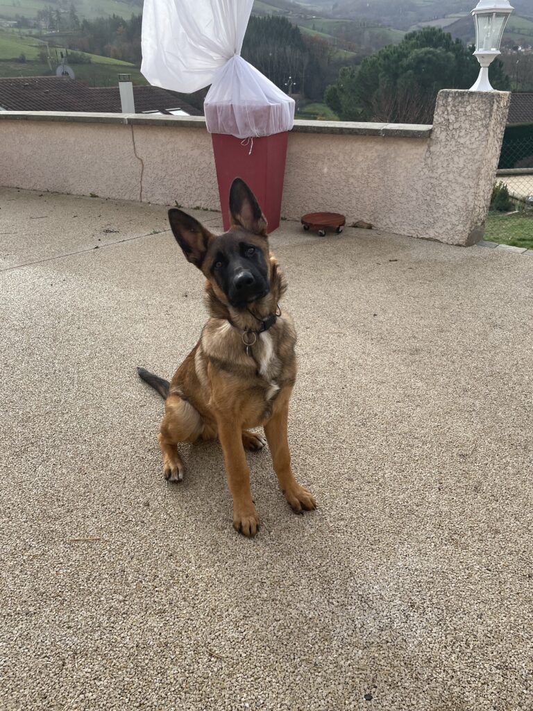 Urikane-Malinois-croisé-Berger-Allemand