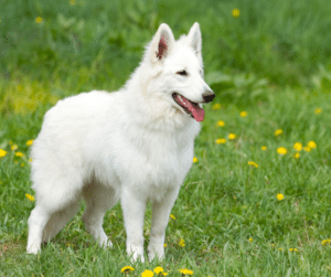 berger-blanc-suisse