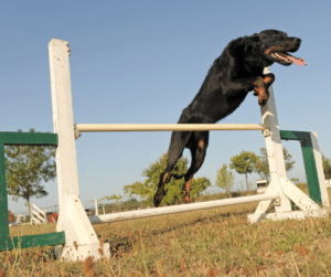 beauceron