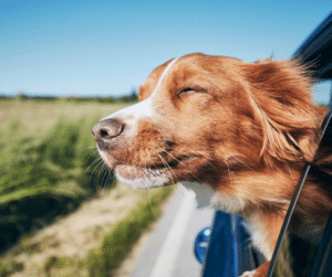 chien-danger-voiture