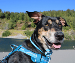 partir-en-vacances-avec-son-chien