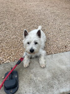 June - Westie de 5 mois