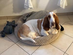 Basset Hound