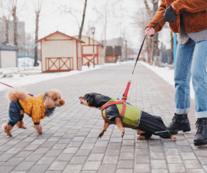 relation de confiance entre un chien et son propriétaire