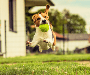 séance d’éducation canine pour améliorer le comportement du chien