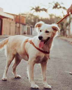 chien adolescent qui n’écoute plus distractions
