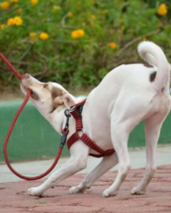 chien adolescent comportement promenade éducation