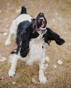 socialisation chien adolescent en environnement urbain