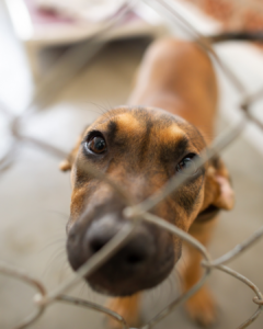 adoption chien refuge saint etienne accompagnement