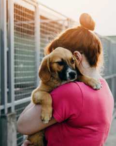 travail éducatif chien refuge avant adoption