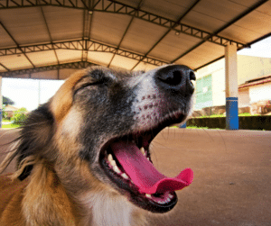 chien qui bâille stress ou régulation émotionnelle