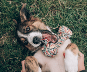 Jeune chien en phase d’adolescence lors d’une séance d’éducation canine