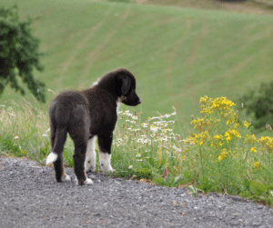 Travail du calme et de l’autocontrôle chez un chien adolescent