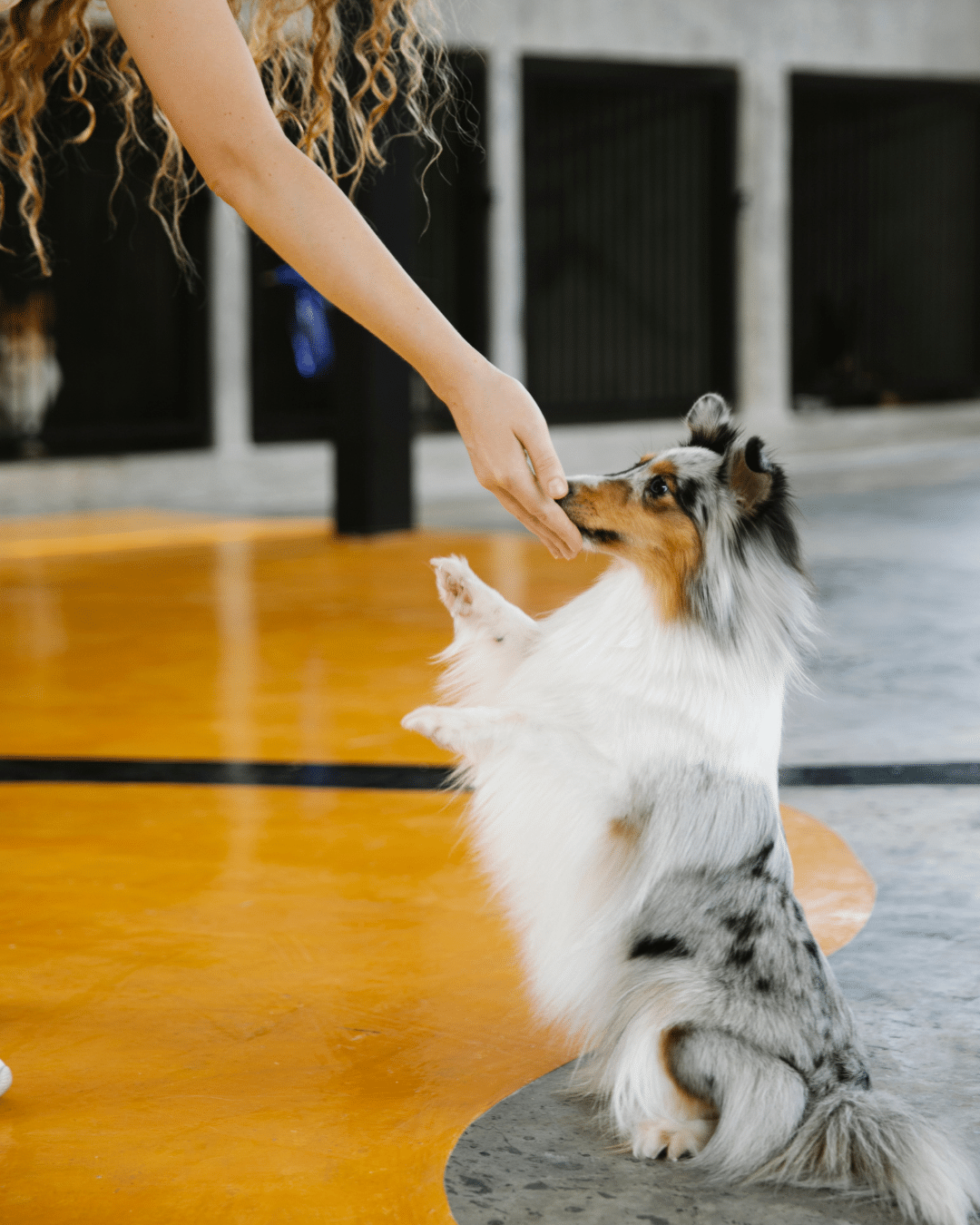 Rééducation comportementale d'un chien adulte en extérieur