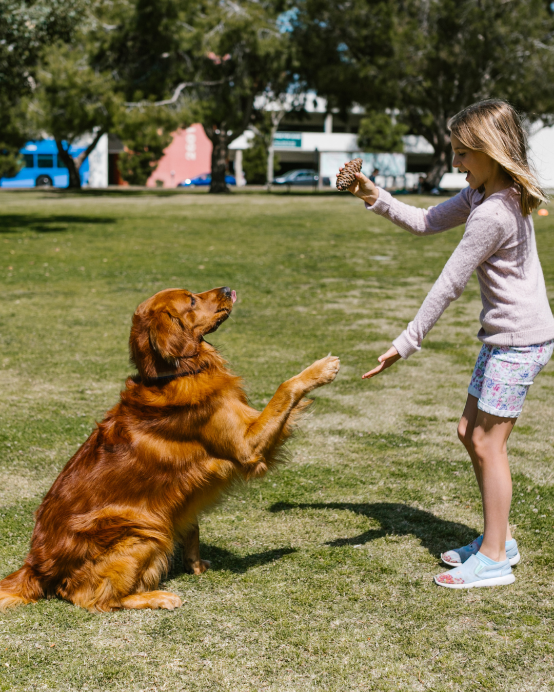 Séance d'éducation canine avec un chien âgé et son propriétaire