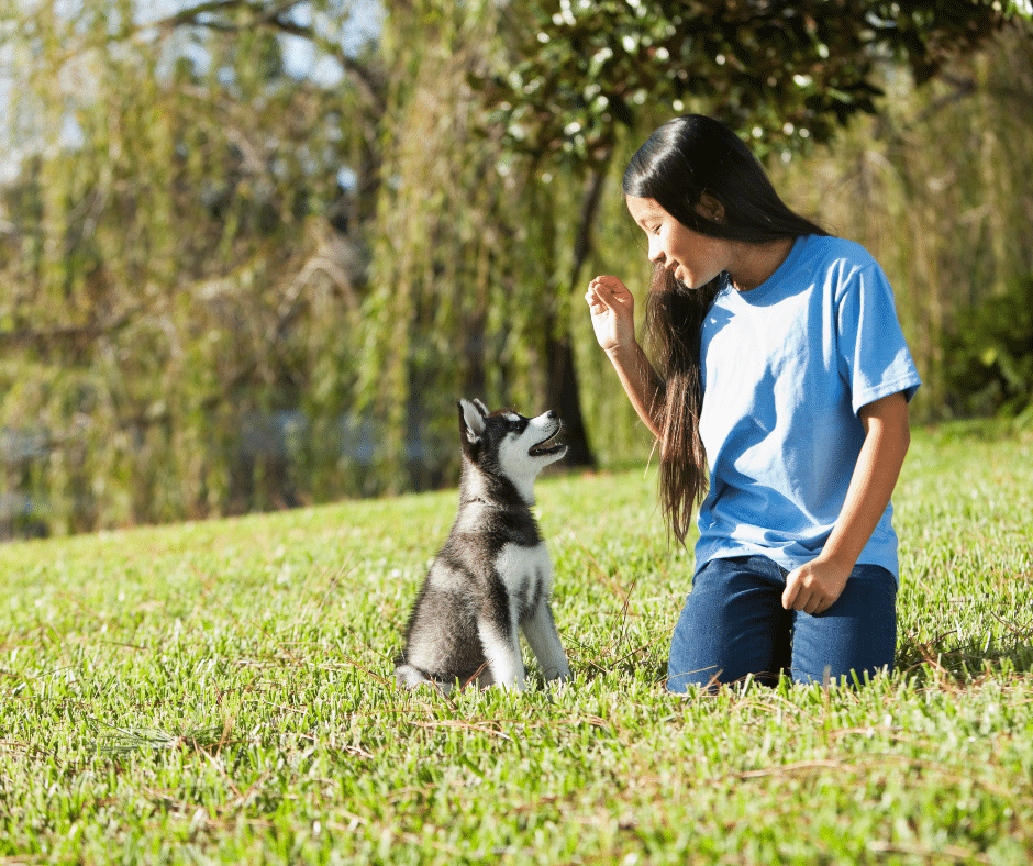 Chiot découvrant son environnement lors de ses premiers apprentissages