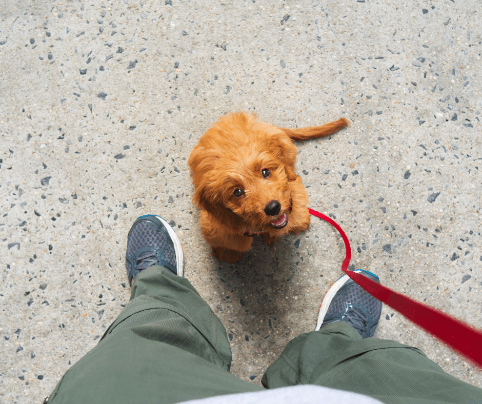 Jeune chiot apprenant le rappel avec sa propriétaire