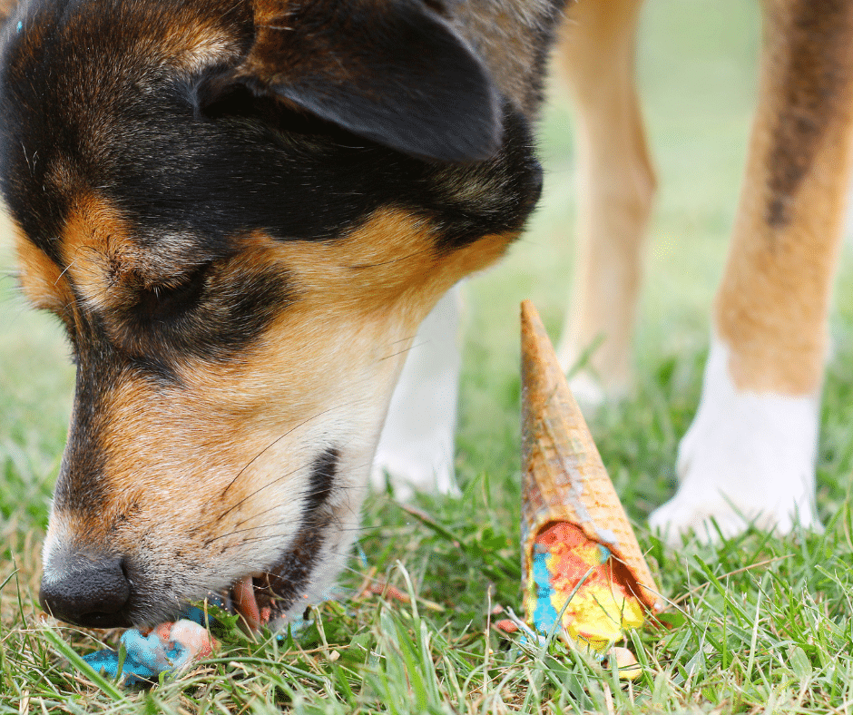 Apprendre à son chien à ne pas ramasser de nourriture par terre en promenade
