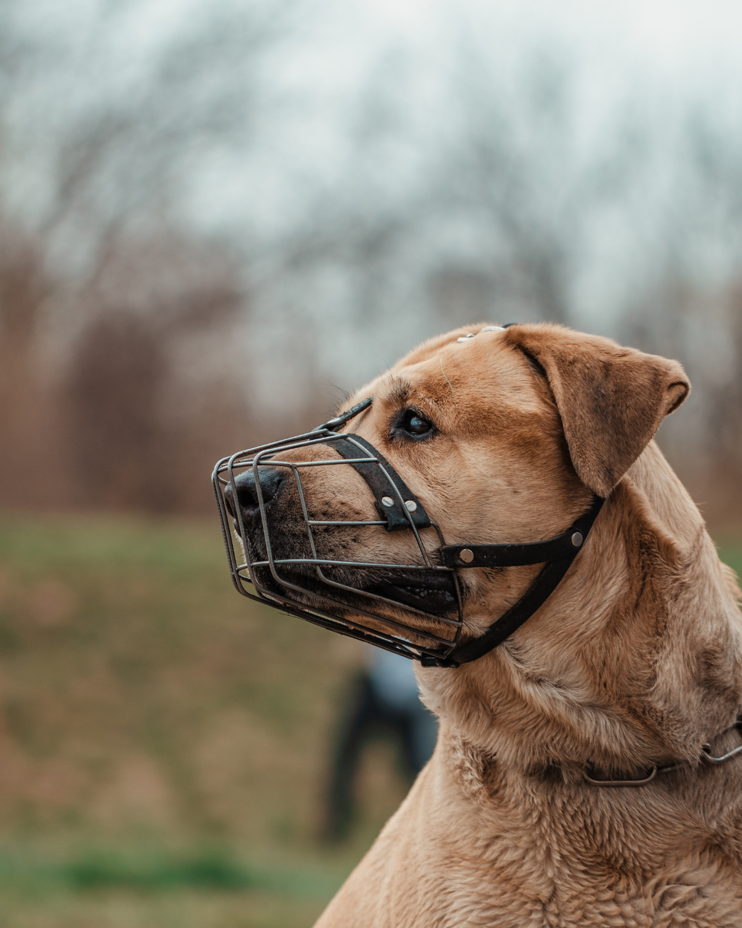 Chien réactif portant une muselière pendant une séance d'éducation canine